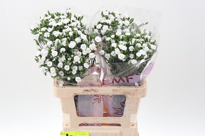<h4>Di Raffine Lois 60cm</h4>