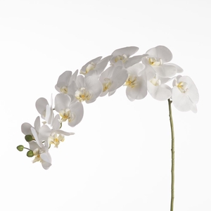Af Phalaenopsis H119cm White