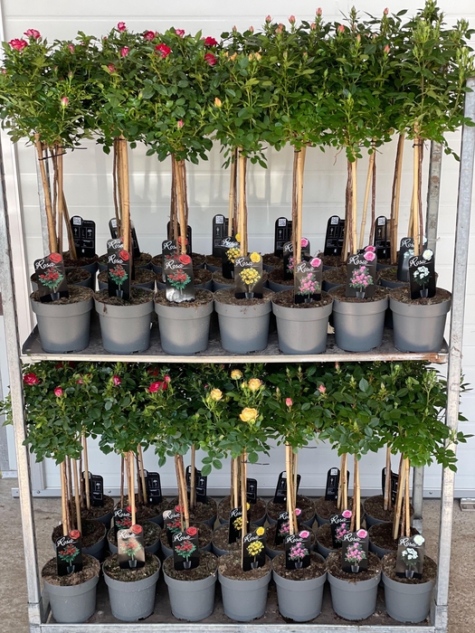 <h4>Rosa St Mixkar</h4>