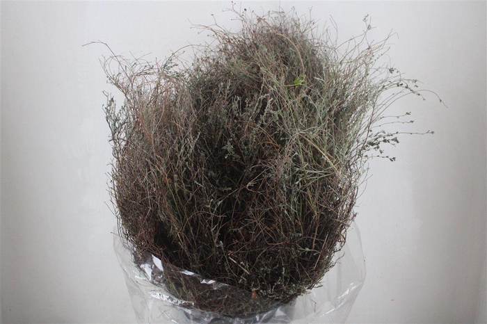 <h4>Thym Falso 400gr P Bunch</h4>