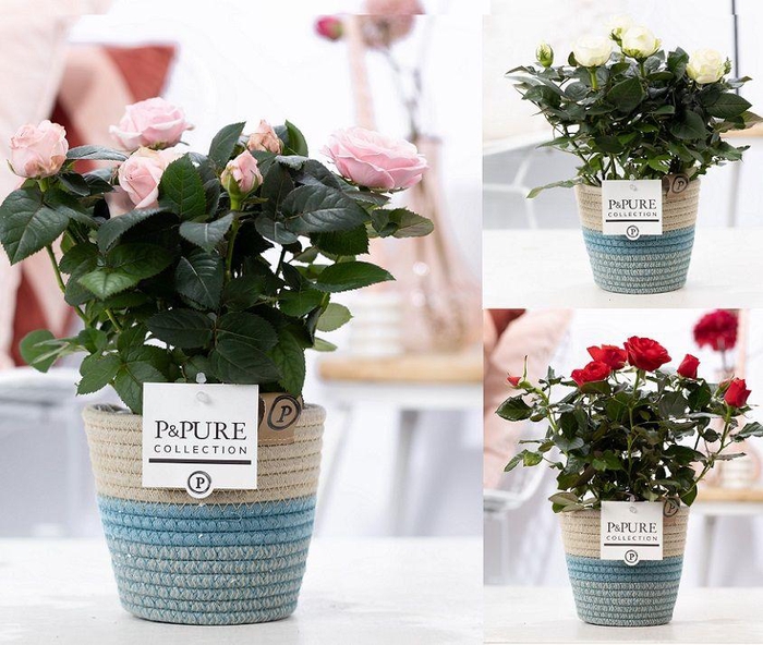 <h4>Rosa gemengd in P&PURE Fashionpot Valerie</h4>