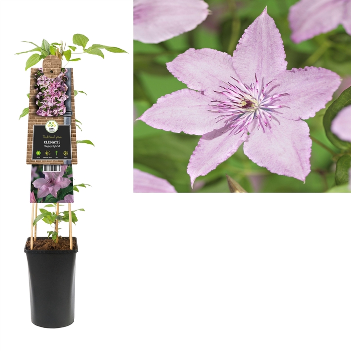 <h4>Clematis 'Hagley Hybrid' +3.0 label</h4>