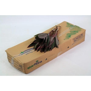 Cordyline Tops Red (air)