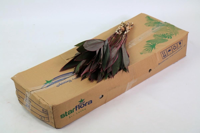 Cordyline Tops Red (air)