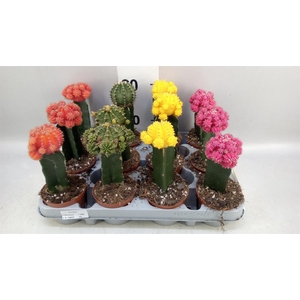 Gymnocalycium mihanov. 'Brasil'