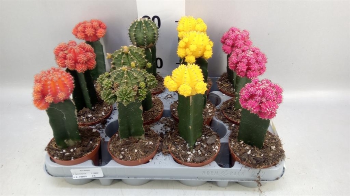 <h4>Gymnocalycium mihanov. 'Brasil'</h4>