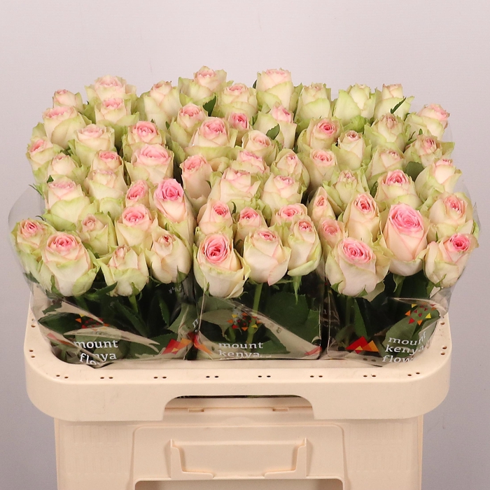 <h4>R GR ESPERANCE</h4>