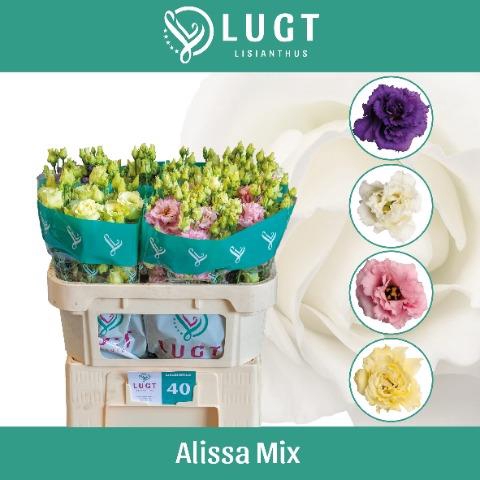 <h4>Eust Alissa Mix Extra Lugt</h4>
