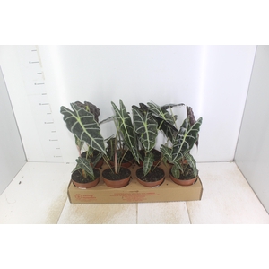 ALOCASIA AMAZONICA P12