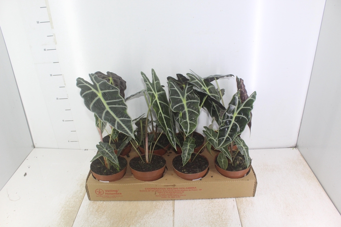 <h4>ALOCASIA AMAZONICA P12</h4>