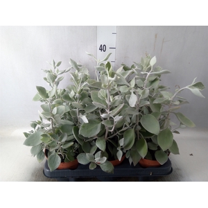 Kalanchoe NF   ...