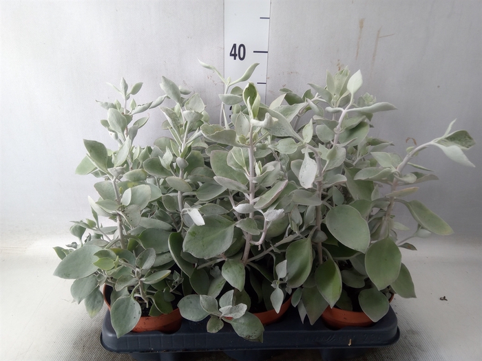 <h4>Kalanchoe NF   ...</h4>