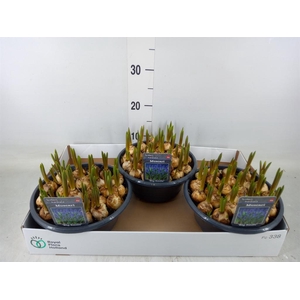 Muscari  'Big Smile'