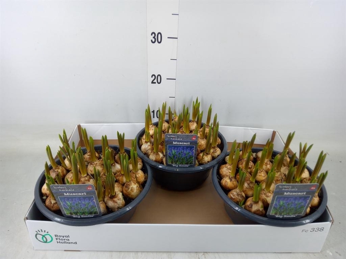 <h4>Muscari  'Big Smile'</h4>