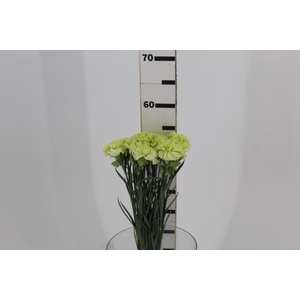 CRAVO GREENSHOT 050 CM