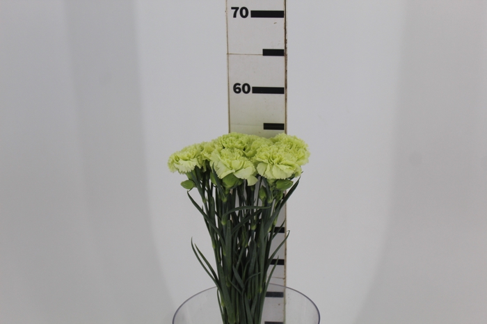 CRAVO GREENSHOT 050 CM