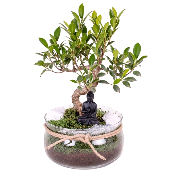 <h4>Bonsai Indoor Mix Ø15cm S-Shape in Bowl with Rope Ø20cm</h4>