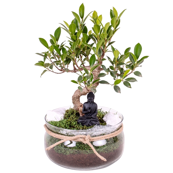 <h4>Bonsai s-shape mixed ø15cm in vase with rope ø20cm</h4>