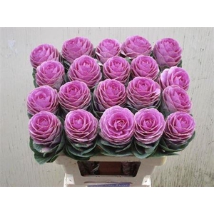 Brass Bright Rose Xxl