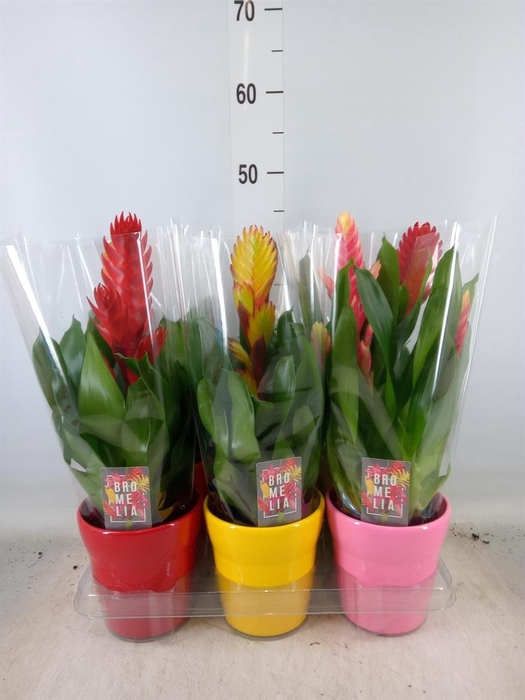 <h4>Vriesea   ...mix 6</h4>