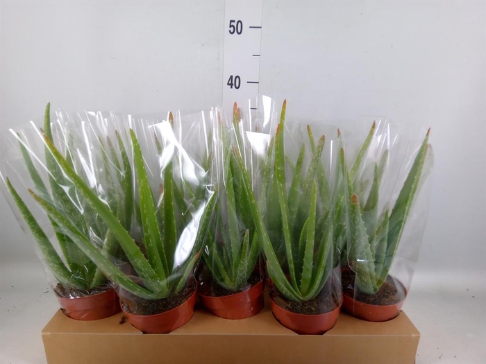 <h4>Aloe vera</h4>