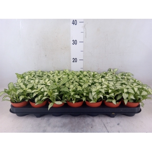 Fittonia  'Mosaic White Forest Fla'