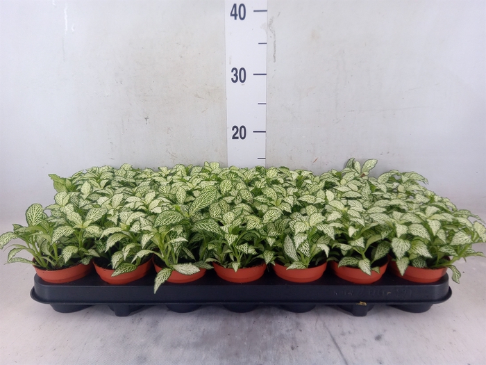 <h4>Fittonia  'Mosaic White Forest Fla'</h4>