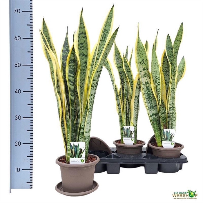 <h4>SANSEV LAURENTII</h4>