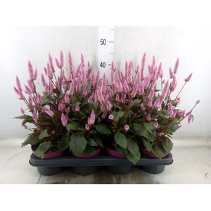 Celosia arg. SP 'Wild Pink'