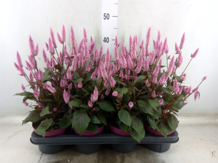 <h4>Celosia arg. SP 'Wild Pink'</h4>