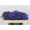 Agapanthus EYFORI Blue