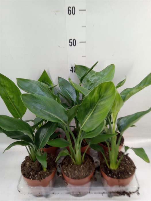 <h4>Strelitzia reg.   ...no flowers</h4>