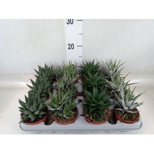 Haworthia   ...mix