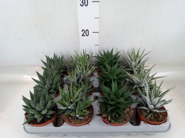 <h4>Haworthia   ...mix</h4>