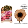 ANEM CARAMEL x 50