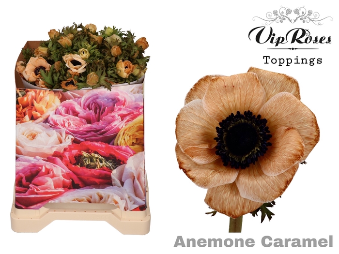 <h4>ANEM CARAMEL x 50</h4>