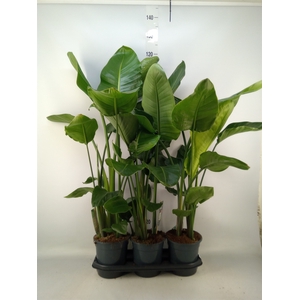 Strelitzia nicolai