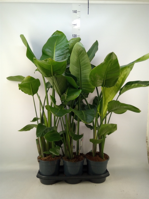 <h4>Strelitzia nicolai</h4>