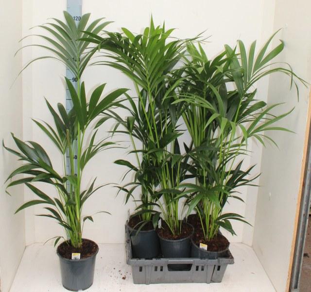 <h4>HOWEA FORSTERIANA</h4>