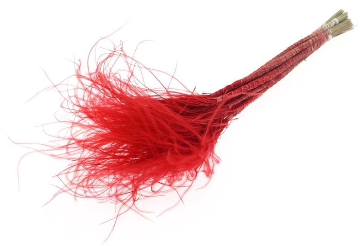 Stypha Penata 10 Tufts Per Bunch Red