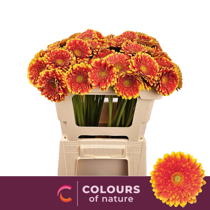 <h4>GE MI FRANKY</h4>