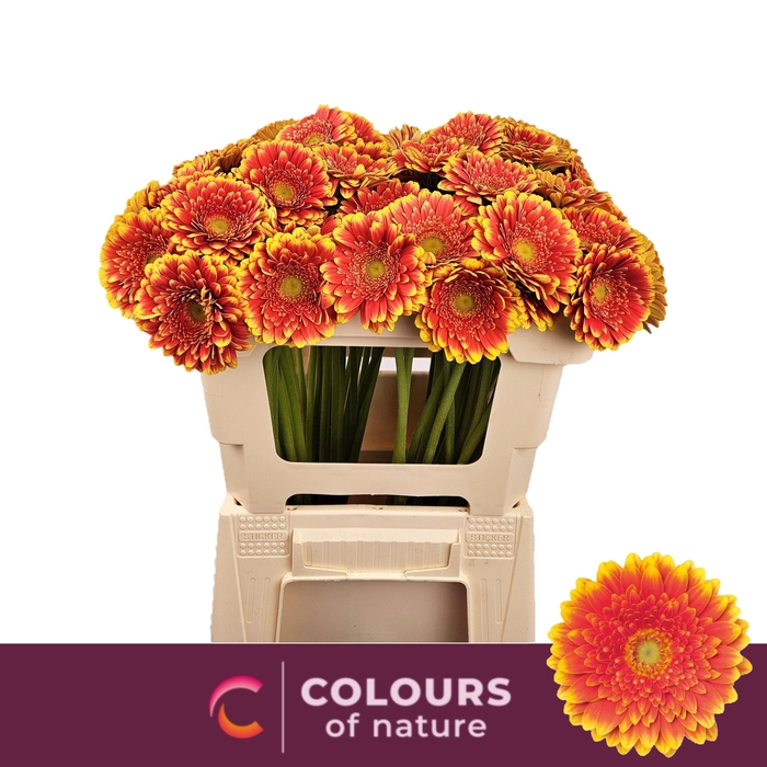 <h4>GE MI FRANKY</h4>