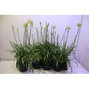 arr8 Agapa Summer Love Wh