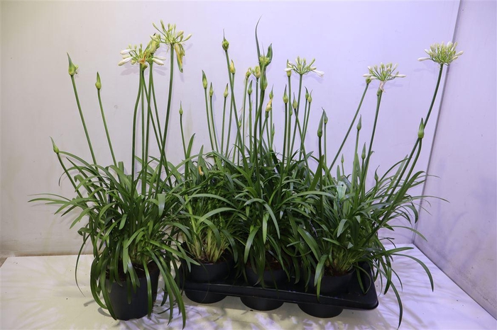 <h4>Agapa Summer Love Wh</h4>