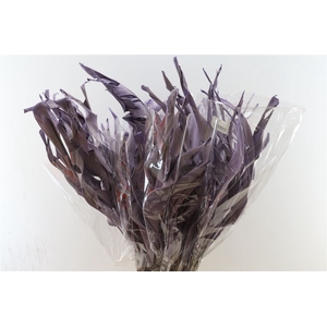 Dried Strelitziablad Lila P Stem