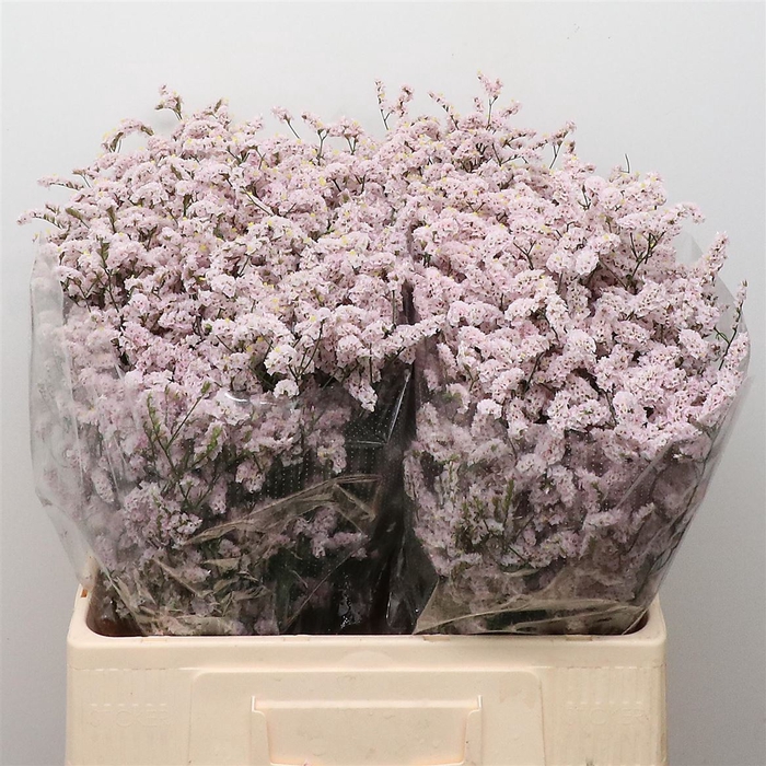 <h4>Limonium Joy Pink</h4>