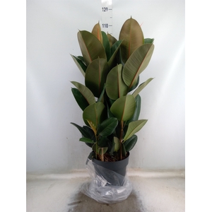 Ficus elastica 'Robusta'