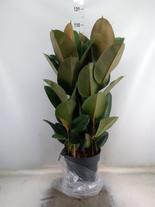 <h4>Ficus elastica 'Robusta'</h4>