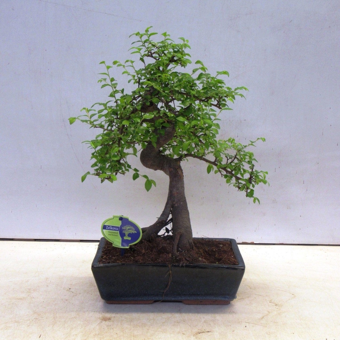 <h4>Zelkova parvifolia, 30cm., shape, without driptray</h4>