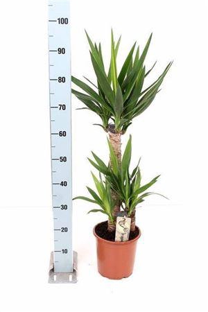 Yucca 60-30-20 Cm